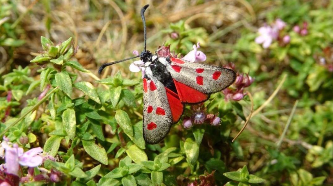 Environnement : en Corse, papillons et libellules en danger