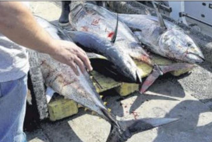 Pêche : feu vert pour le thon rouge mais gros yeux pour le thon obèse