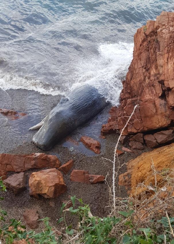 Un cachalot de 12 mètres échoué sur une plage à Galeria