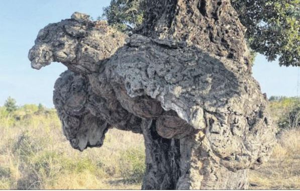 L'Arburacellu élu plus bel arbre de l'année