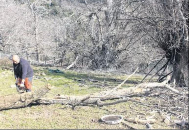 Ses châtaigneraies détruites Sampolo panse ses plaies