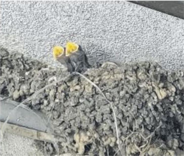 Le printemps des hirondelles