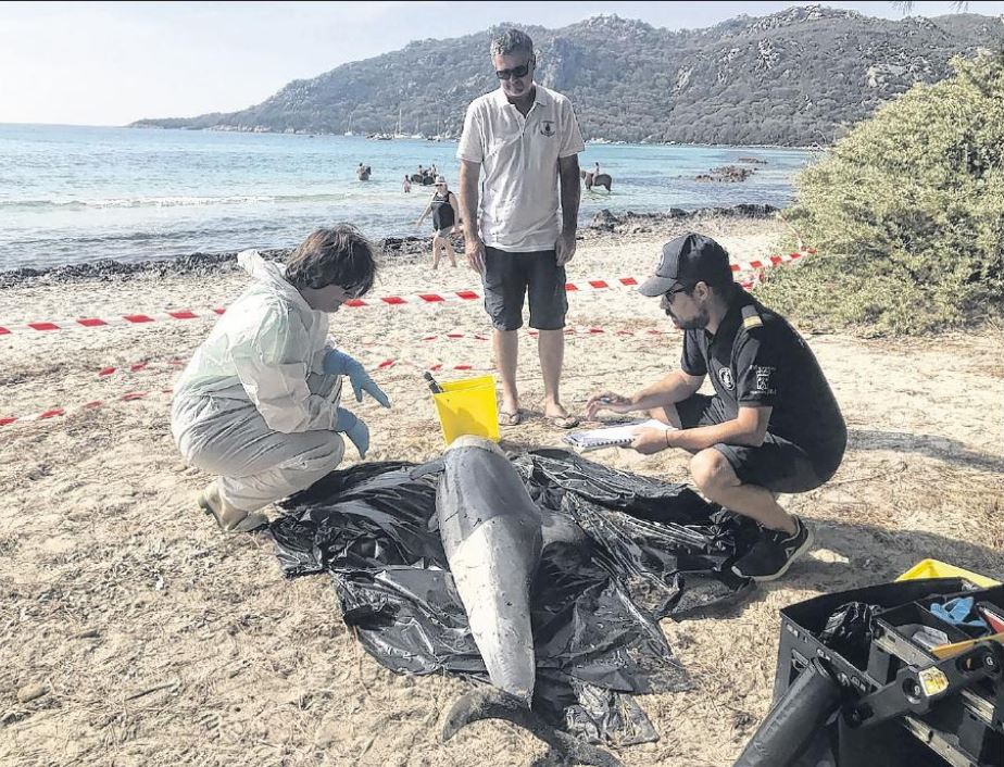 Santa Giulia : le dauphin échoué pourrait être victime d'une épizootie