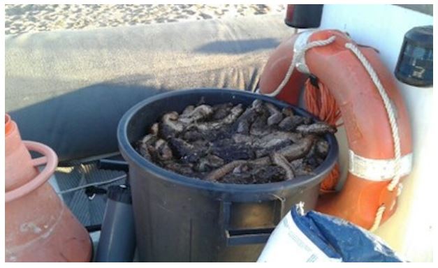 Arrêté portant interdiction de l'exploitation des holothuries sur le littoral de la Corse