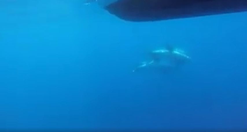 A la rencontre des dauphins de Risso au large du Cap Corse