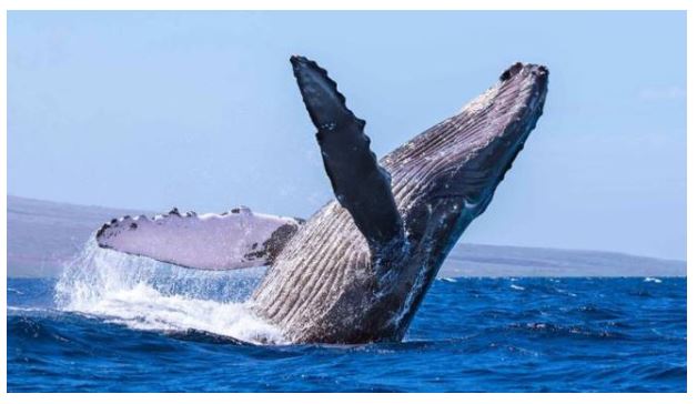 INSOLITE - Une baleine à bosse aperçue en Méditerranée, au large de la Corse 