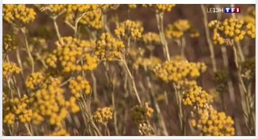 En Corse, l'immortelle représente l'or jaune de l'été. 