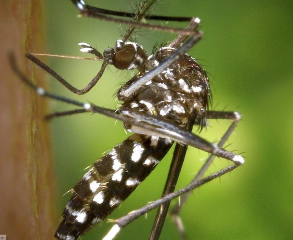 La fin du moustique-tigre? Des chercheurs ont découvert des techniques pour en venir à bout