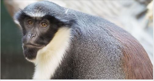 7000 nouveaux spécimens inscrits sur la liste rouge des espèces menacées d'extinction