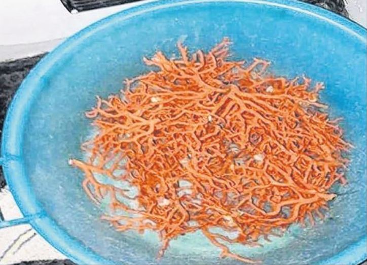 2,2 kg de corail rouge saisis lors d'une pêche illégale à Bonifacio