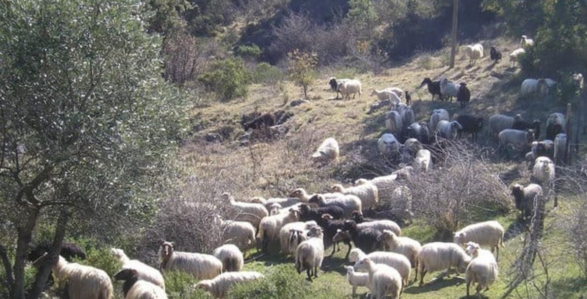 Verdanese interdit d'accès : Lionel Mortini soutient les éleveurs