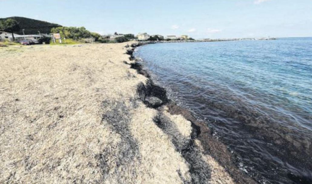  Cri d'alarme dans le Cap Corse face aux posidonies