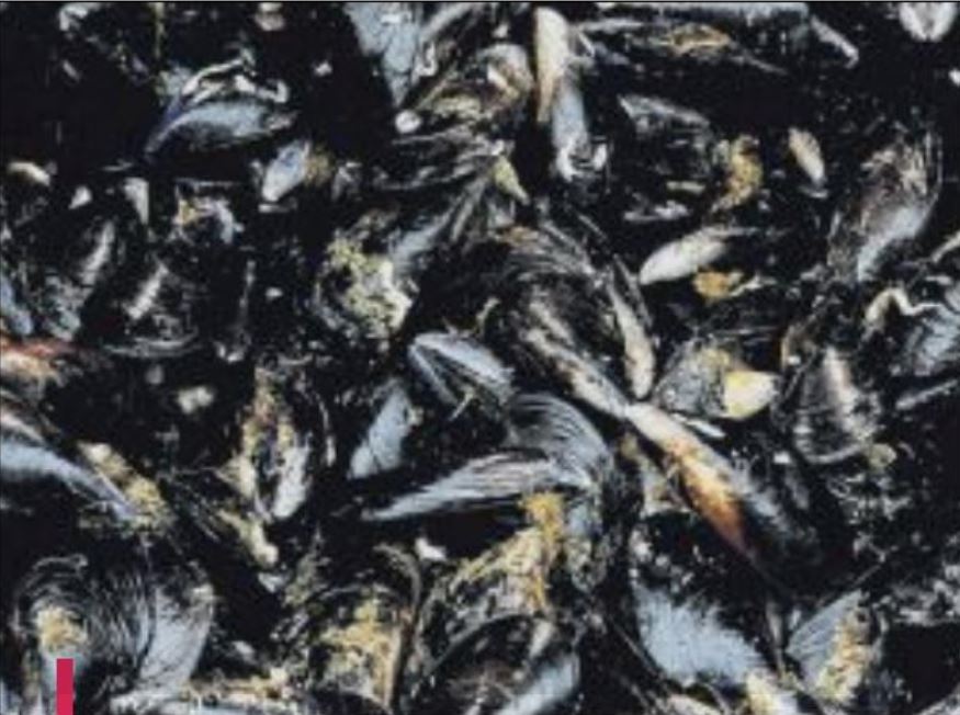  La moule, un aspirateur à pollution