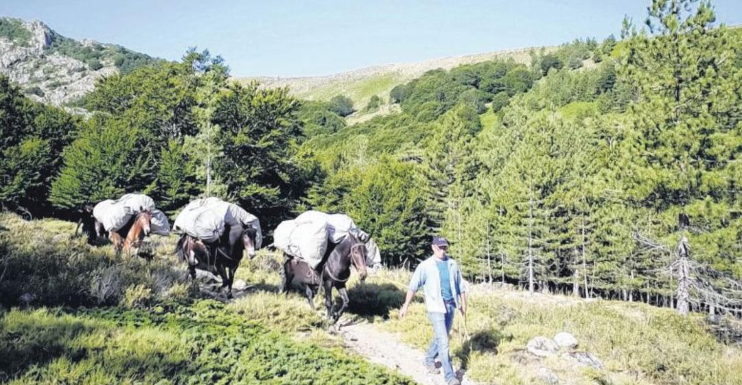 Le GR20 évacue ses déchets à dos de mulets