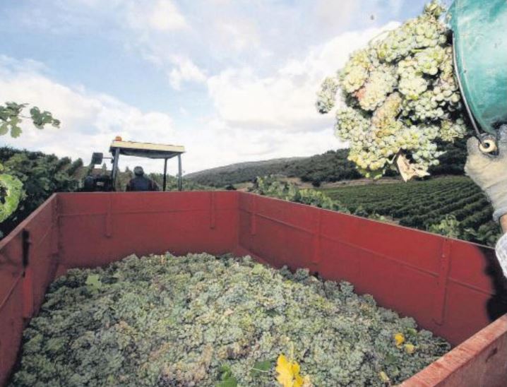 Vendanges : le vignoble corse retrouve (presque) son rythme