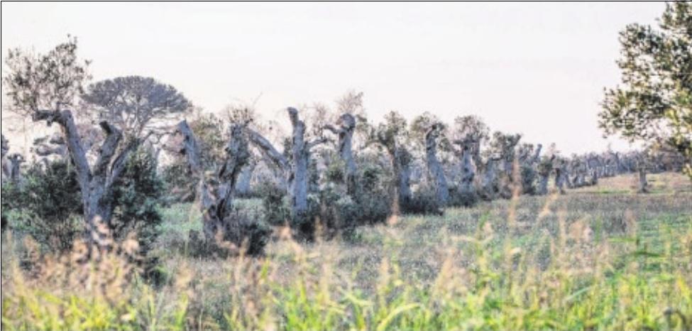 Xylella fastidiosa : des variétés résistantes pourraient mettre fin au désastre