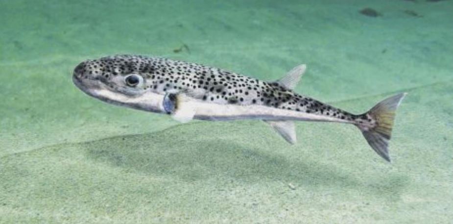 Un pois(s)on mortel se répand en Méditerranée 