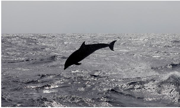 Méditerranée : Menaces sur les dauphins