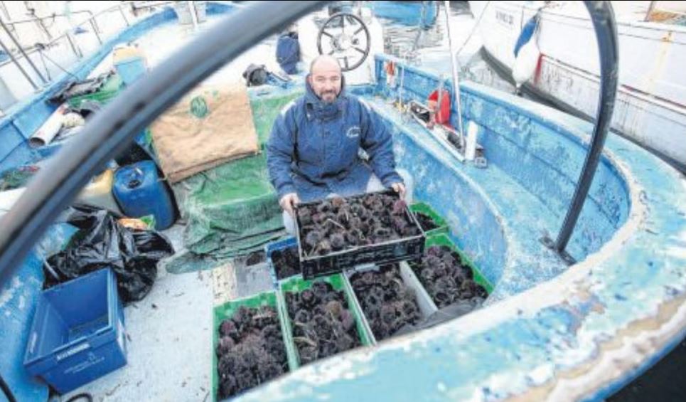  L'oursin, un met de roi en haut de la vague