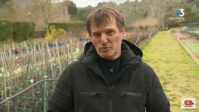 Comment relancer la culture du châtaignier en Corse ? 