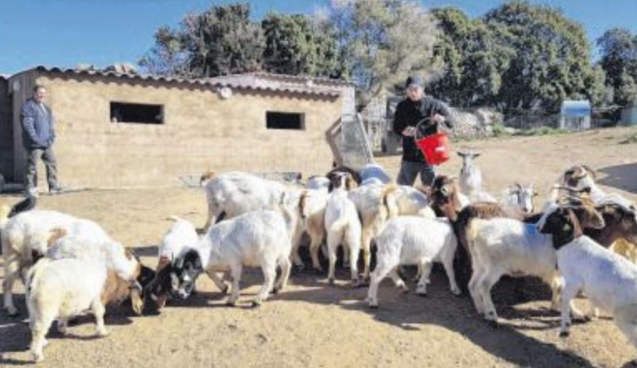 A mandria di a pila : l'élevage caprin unique en Corse