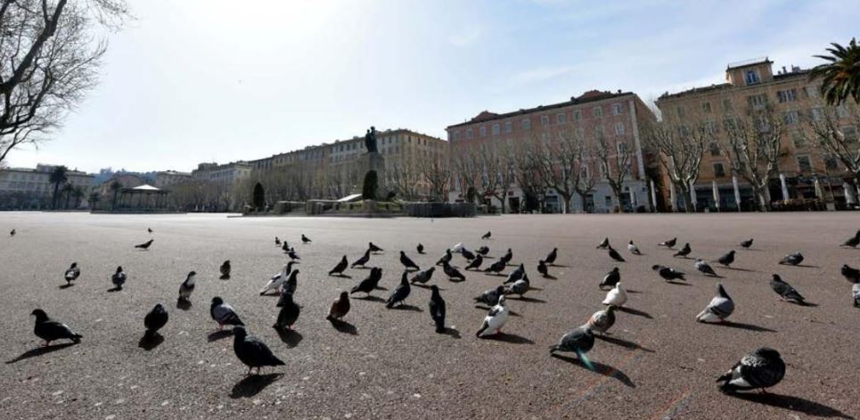 Les pigeons bisets, rois de la place Saint-Nicolas