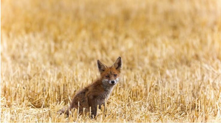 Coronavirus et confinement : des bénéfices sûrement ponctuels pour l'environnement