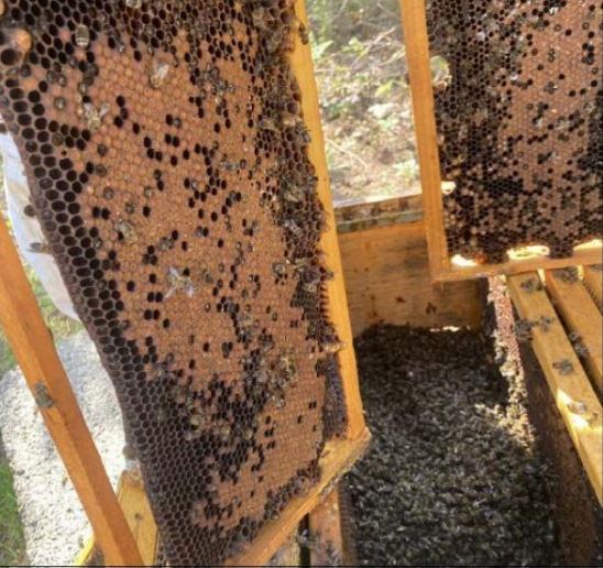 Cent quarante ruches détruites par de l'insecticide
