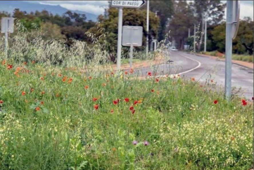  La belle saison des coquelicots