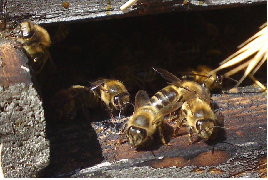  U Viscuvatu :  71 ruches volées 