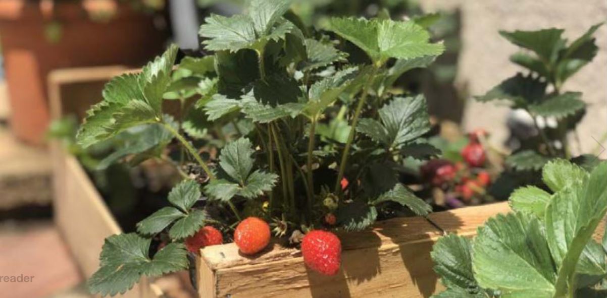 Fium'orbu Castellu Oriente    Une crise sanitaire qui a porté ses fruits dans les jardins