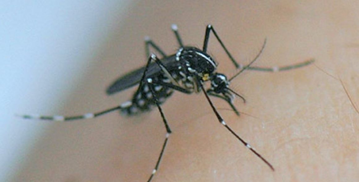 Effet confinement : moins de maladies tropicales liées au moustique tigre