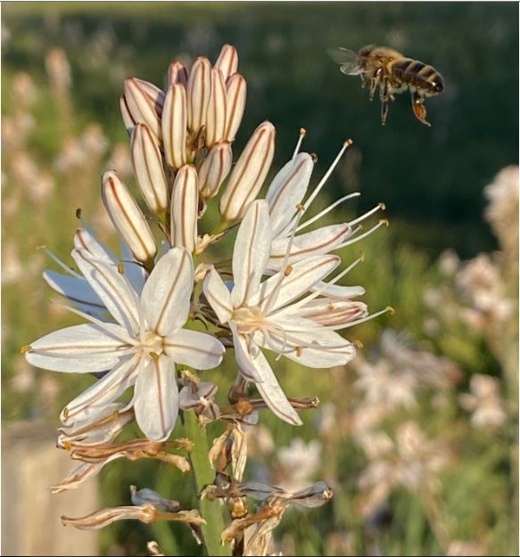30 fiori da piantà per aiutà l’ape 