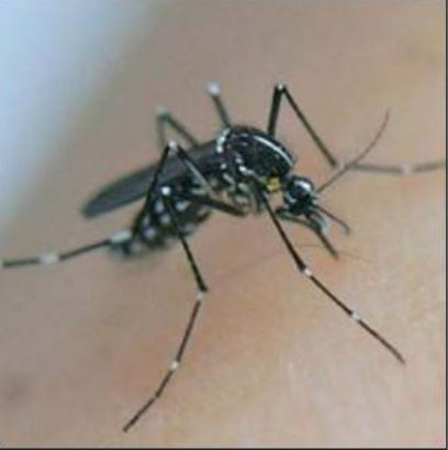 LUTTE ANTIVECTORIELLE   L'année des moustiques