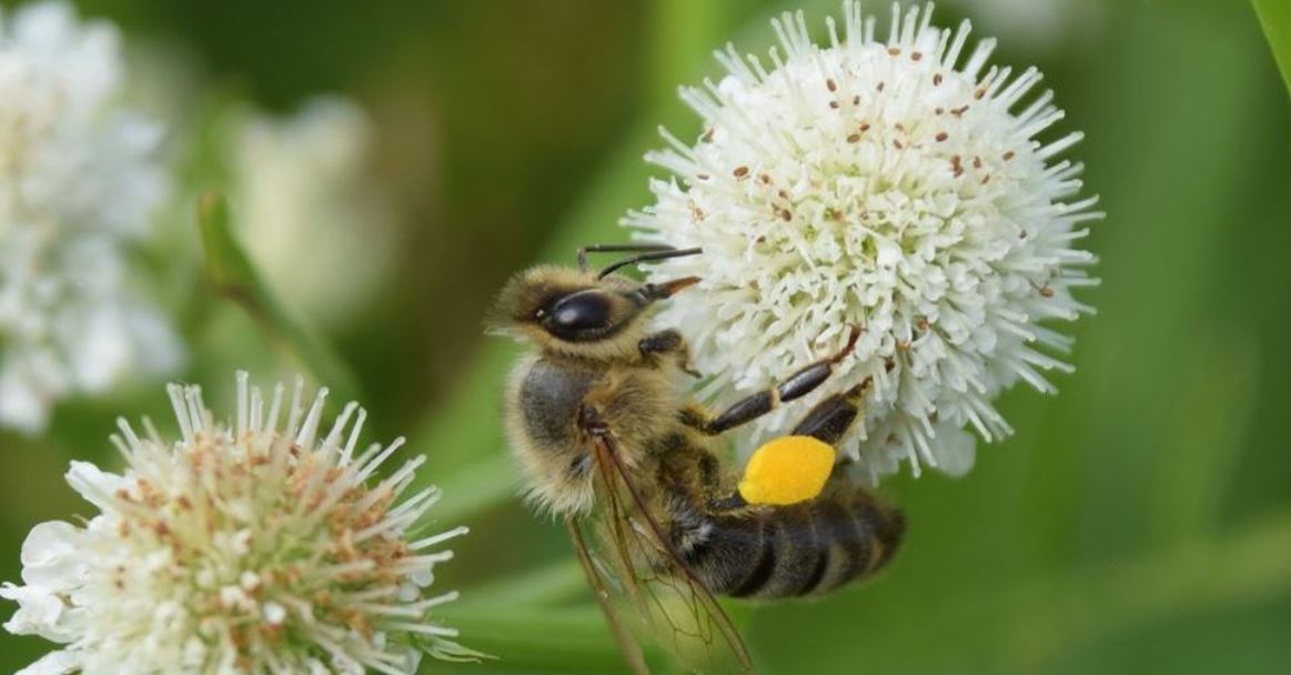 Mélange fleuri, sainfoin, trèfle, bleuet : ces plantes dangereuses pour l’AOP Miel de Corse 