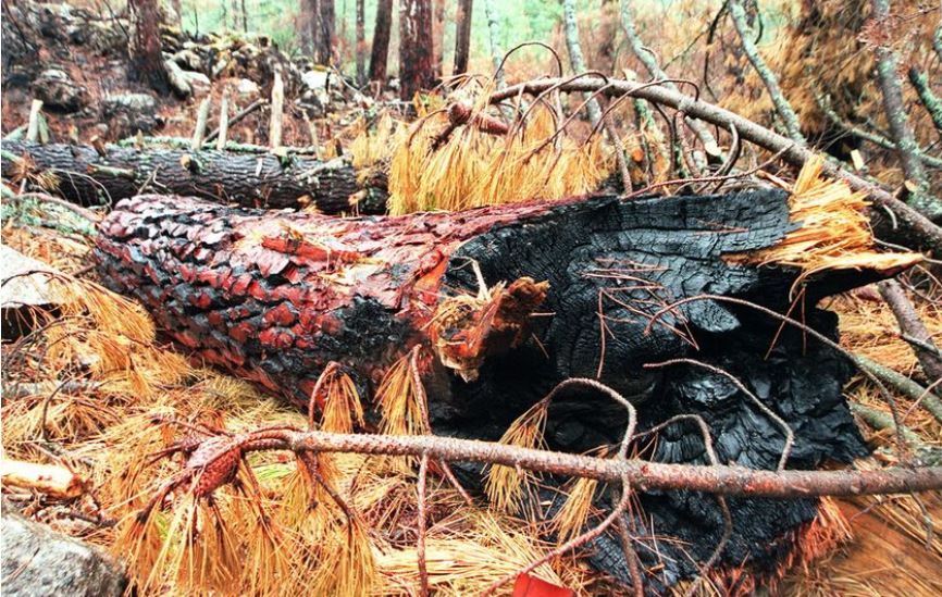 En Corse, une faune et une flore bouleversées   (.4/4) : Etat des lieux du réchauffement climatique 
