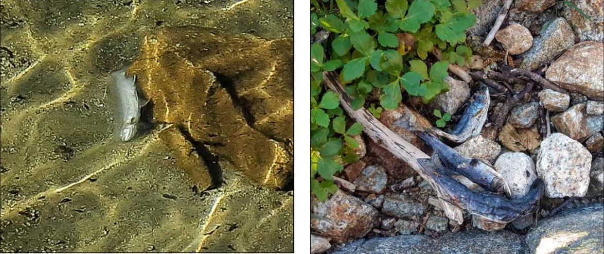 Des dizaines de poissons retrouvés morts dans le Melu 