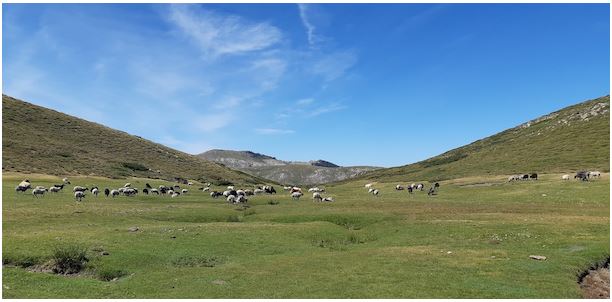 Au plateau du Coscionu : reconquête pastorale et préservation de la biodiversité 