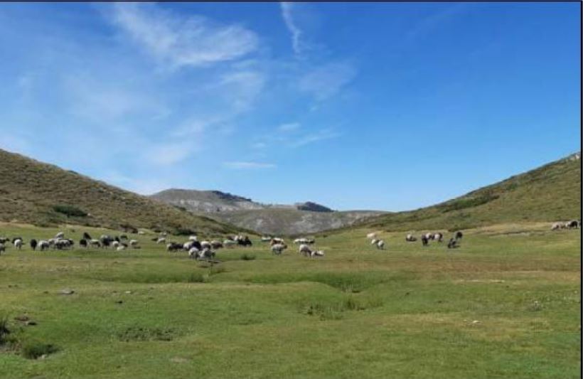 ALTA ROCCA   Préservation de la biodiversité sur le plateau du Cuscionu