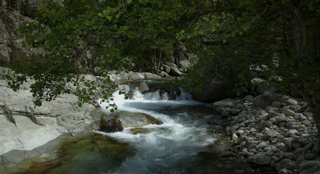 CORTI  Poissons morts dans le Melu la Restonica pas impactée