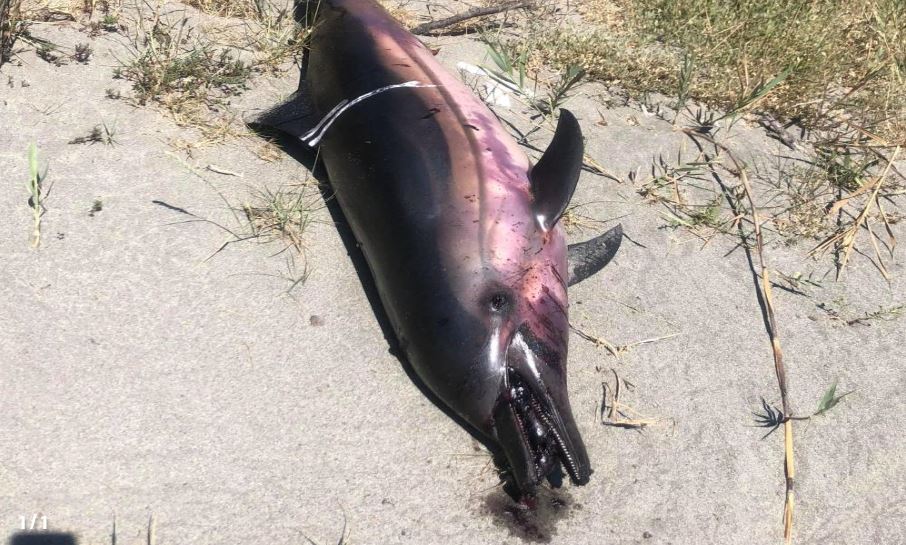 ALERIA   Un dauphin retrouvé mort sur la plage de Padulone