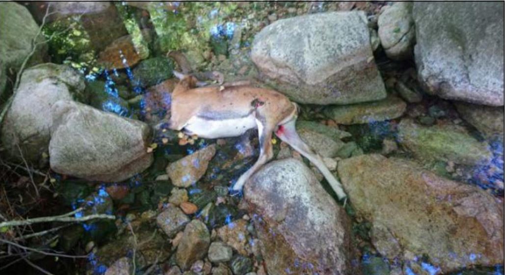 Un mouflon abattu dans la vallée du Cavu