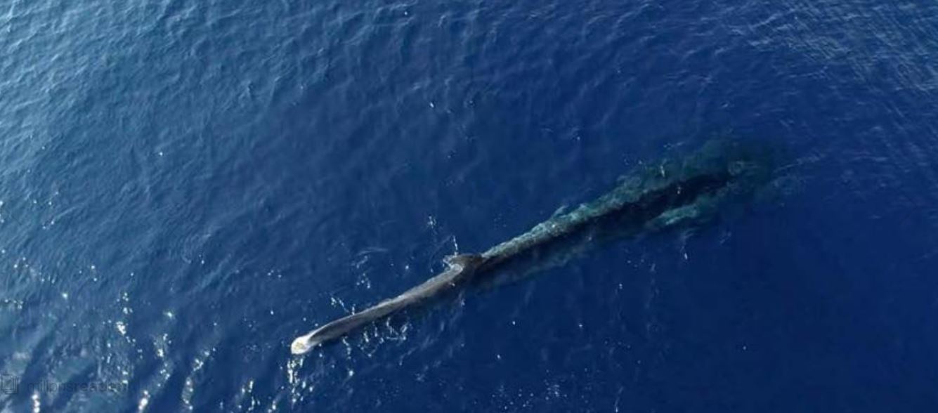 Un rorqual amputé à l'agonie dans le Sanctuaire Pelagos