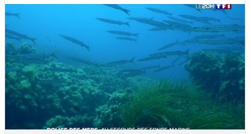 La police des mers au secours des herbiers de posidonie de Méditerranée