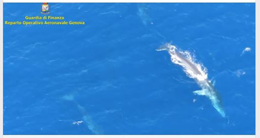 VIDÉO. Profitant de l'été, deux baleines nagent entre la Ligurie et la Corse 