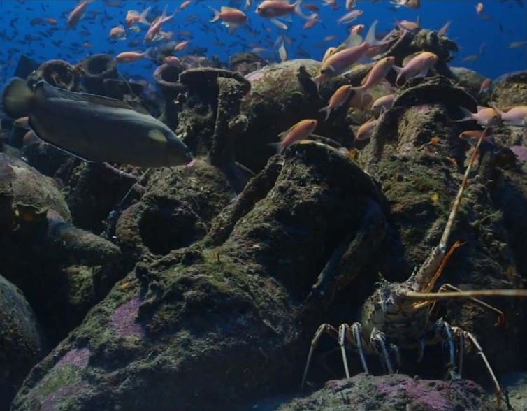 " La Méditerranée est blessée mais elle n'est pas morte "