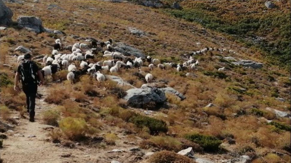 PETRALBA   Girettu appressu à e pecure per a muntagna di Tenda