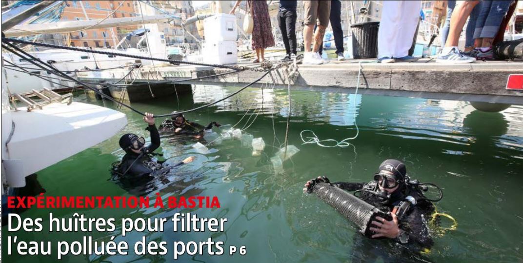 EXPÉRIMENTATION À BASTIA  Des huîtres pour filtrer l'eau polluée des ports