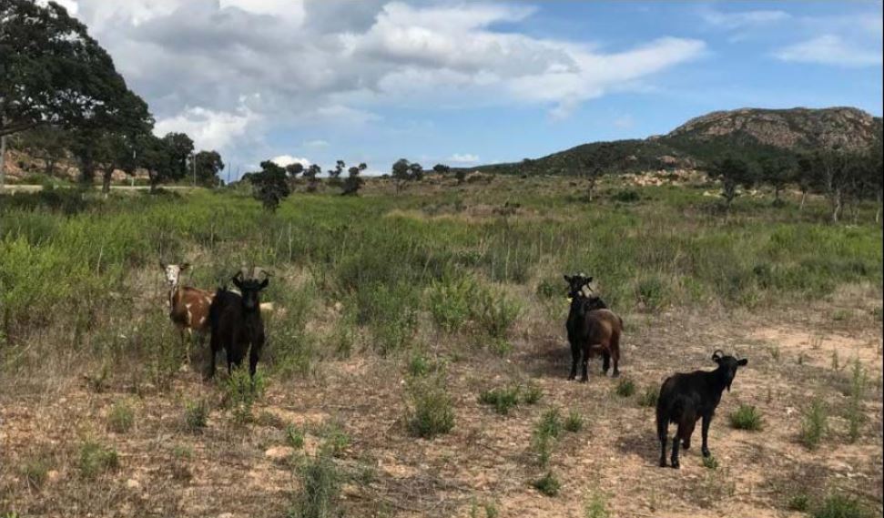 BUNIFAZIU  La commune veut identifier ses potentialités agricoles