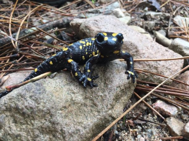 EN IMAGE : Quand la salamandre prend la pause